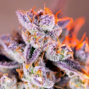Tropicanna Poison XL Auto Sweet Seeds Semi Autofiorenti cime resinose