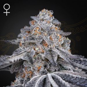 Velvet Moon Green House Seeds Semi Femminizzati cime dense