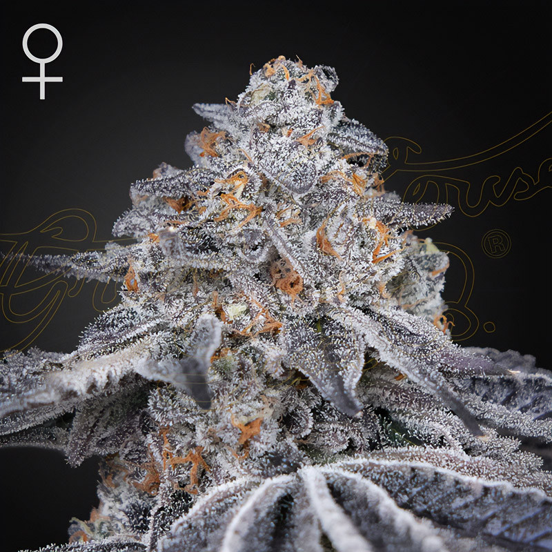 Velvet Moon Green House Seeds Semi Femminizzati cime dense