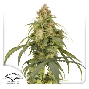 Victory Auto Dutch Passion Semi CBD cime dense