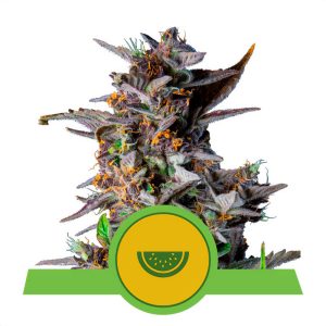 Watermelon Automatic Royal Queen Seeds Semi Autofiorenti cime resinose