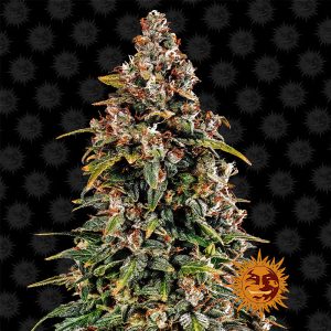 Watermelon Zkittlez Auto Barney's Farm Semi Autofiorenti cime resinose