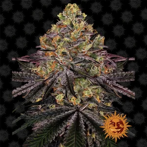 Watermelon Zkittlez Barney's Farm Semi Femminizzati cime colorate