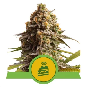 Wedding Cake Auto Royal Queen Seeds Semi Autofiorenti cime resinose