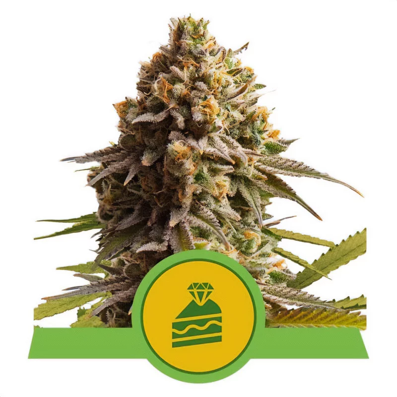 Wedding Cake Auto Royal Queen Seeds Semi Autofiorenti cime resinose
