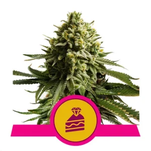 Wedding Cake Royal Queen Seeds Semi Femminizzati cime resinose