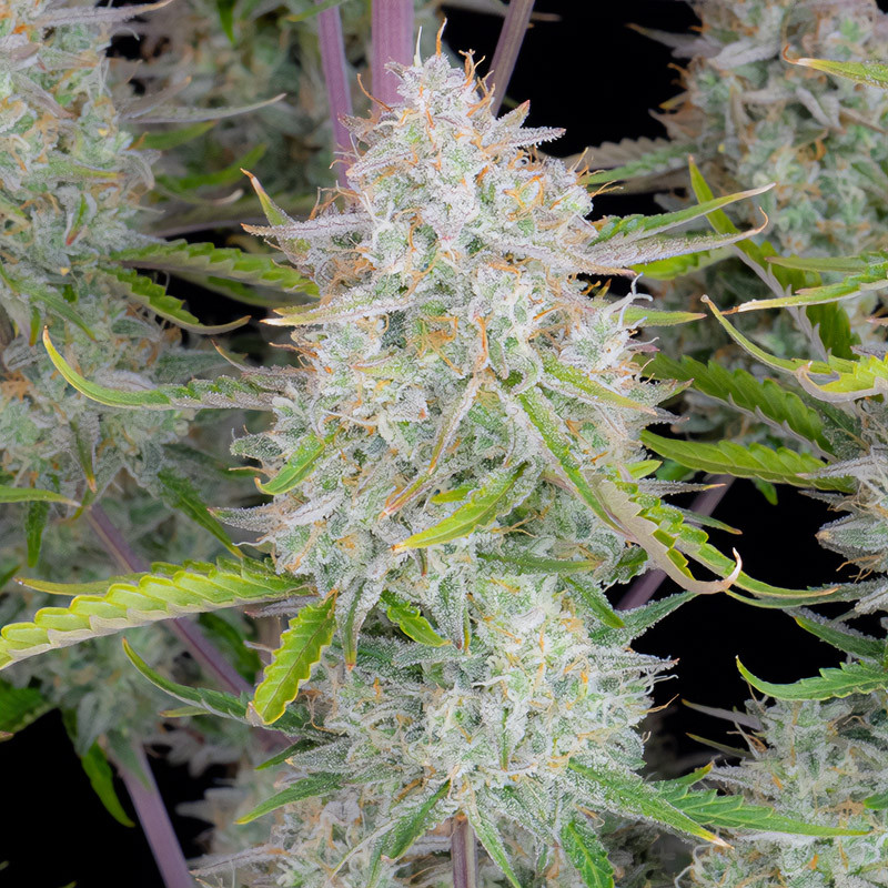 Wedding Cheesecake Auto - FastBuds - Semi Autofiorenti, vista 2