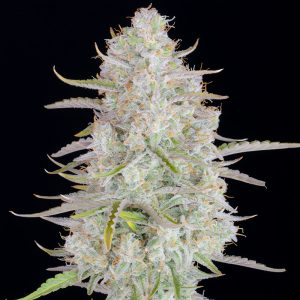 Wedding Cheesecake Auto FastBuds Semi Autofiorenti cime resinose