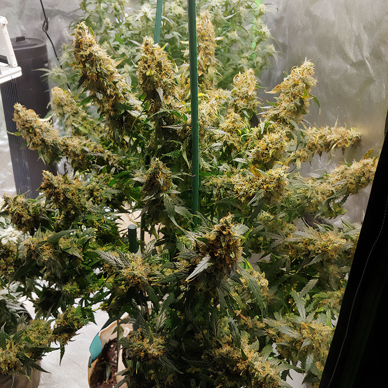 Wedding Cheesecake Auto - FastBuds - Semi Autofiorenti, vista 4