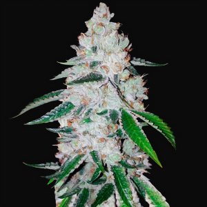 West Coast OG Auto FastBuds Semi Autofiorenti cime resinose