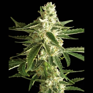 White Diesel Haze Auto Sensi Seeds Semi Autofiorenti cime resinose