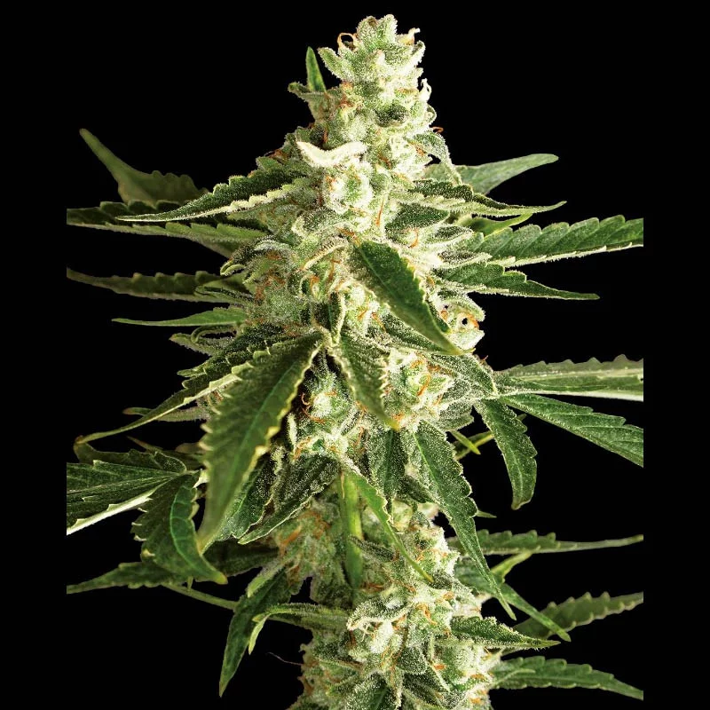 White Diesel Haze Auto Sensi Seeds Semi Autofiorenti cime resinose