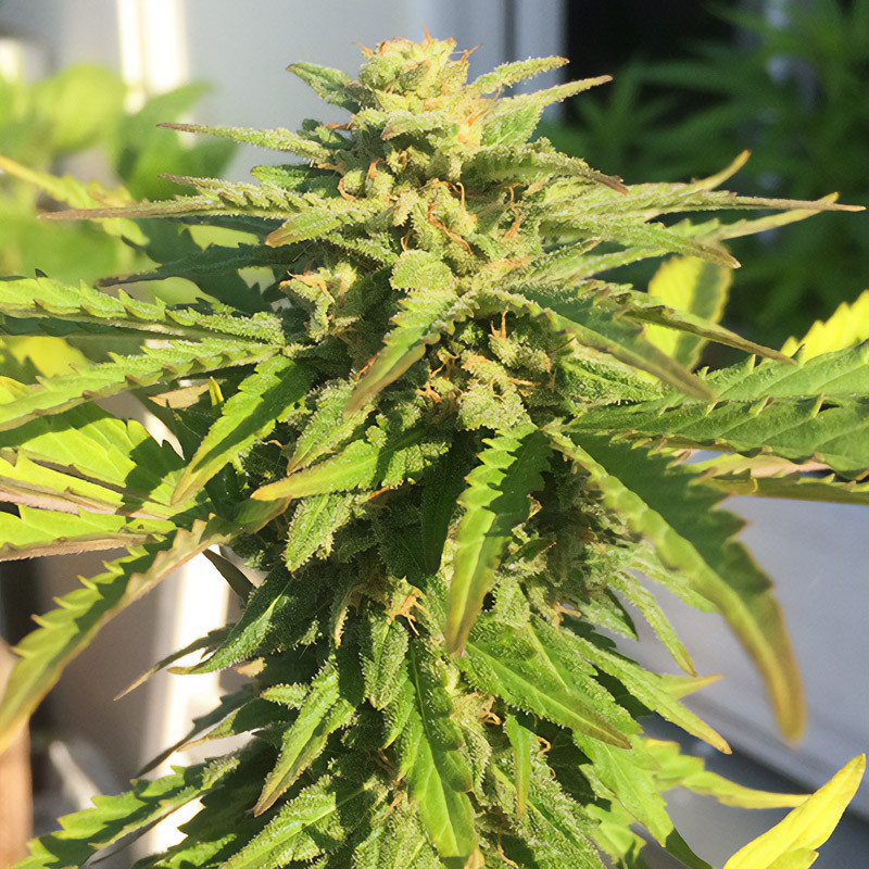 White Widow Auto - Dutch Passion - Semi CBD, vista 2