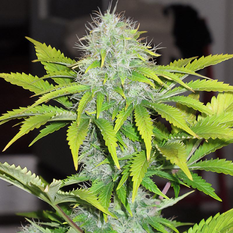 White Widow Auto - Dutch Passion - Semi CBD, vista 3