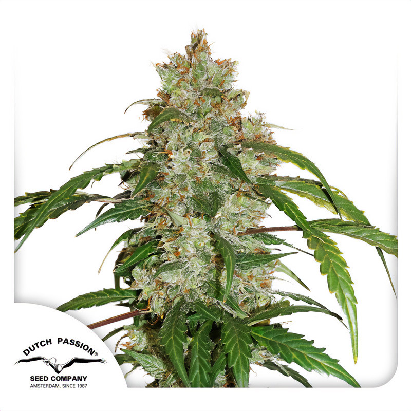 White Widow Auto Dutch Passion Semi CBD cime resinose