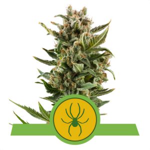 White Widow Auto Royal Queen Seeds Semi Autofiorenti cime resinose
