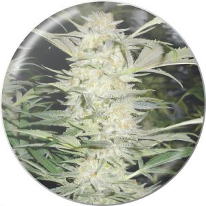 White Widow Medical Seeds Semi Femminizzati cime resinose