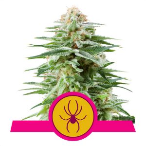 White Widow Royal Queen Seeds Semi Femminizzati cime resinose bianche