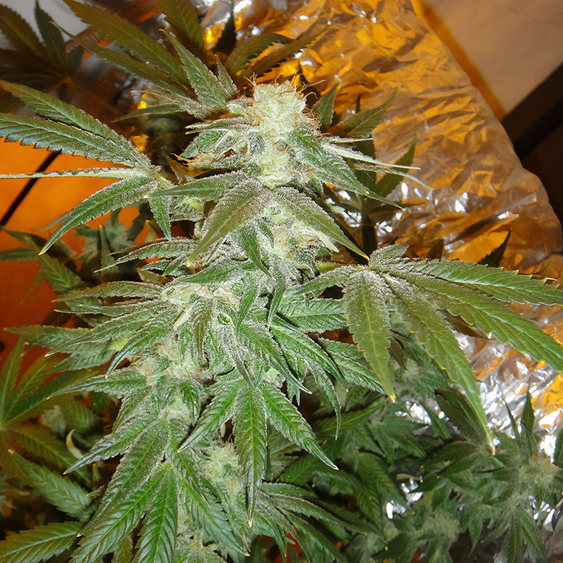 White Widow Semi Femminizzati, vista 2