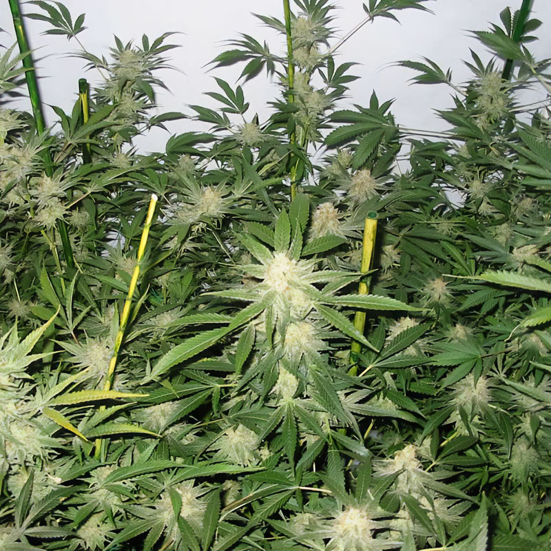 White Widow Semi Femminizzati, vista 3