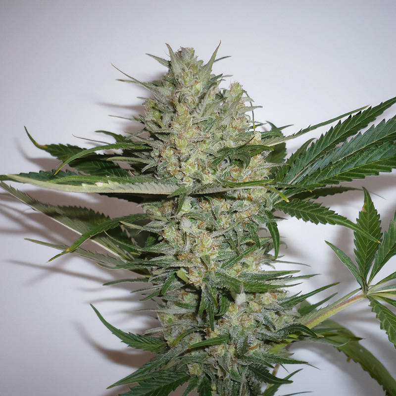 White Widow Semi Femminizzati, vista 4