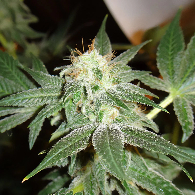 White Widow Semi Femminizzati