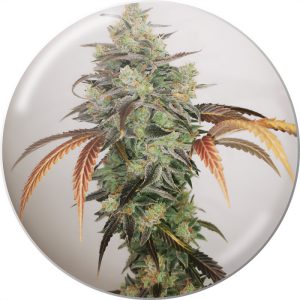 Y Griega 2.0 Medical Seeds Semi CBD cime resinose