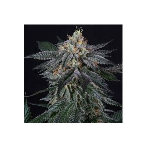 Zai Zai Perfect Tree Semi Femminizzati cime resinose