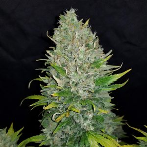 Zkittlez Auto FastBuds Semi Autofiorenti cime resinose