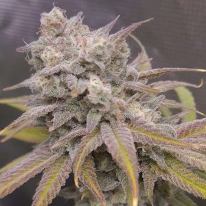 Zkittlez Killer XXL Semi Autofiorenti cime viola