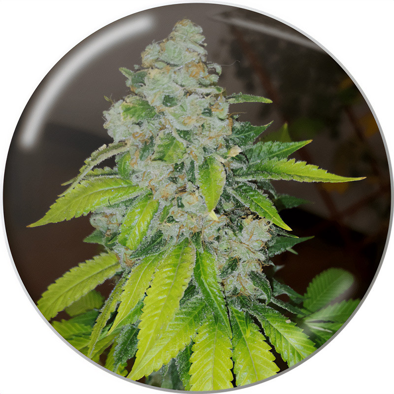 Zkittlez Medical Seeds Semi Femminizzati cime viola