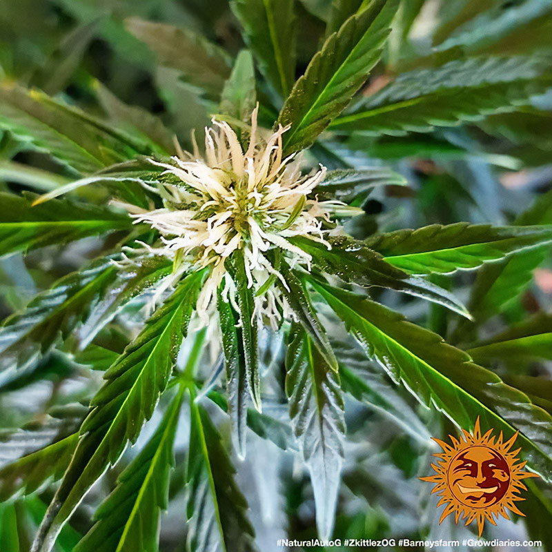 Zkittlez OG Auto - Barney's Farm - Semi Autofiorenti, vista 2