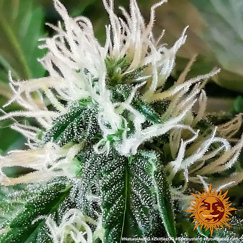Zkittlez OG Auto - Barney's Farm - Semi Autofiorenti, vista 3