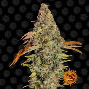 Zkittlez OG Auto Barney's Farm Semi Autofiorenti cime resinose