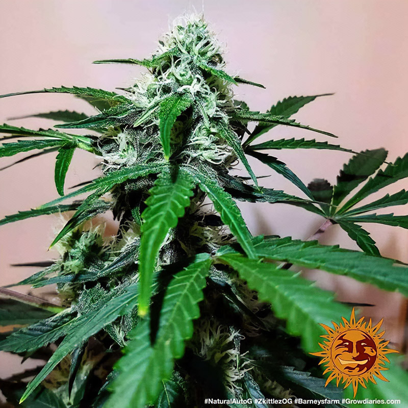 Zkittlez OG Auto - Barney's Farm - Semi Autofiorenti, vista 4