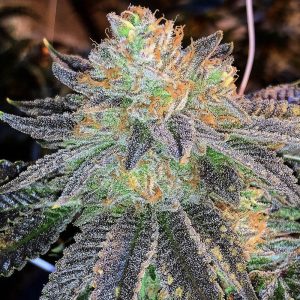 Zkittlez Semi Femminizzati cime colorate