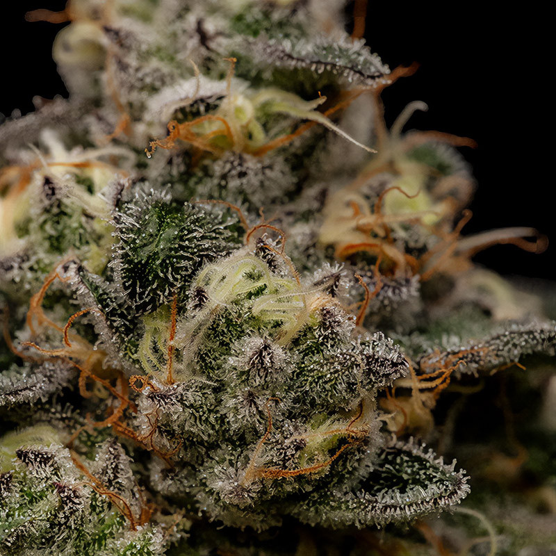 Zombie Bride - Ripper Seeds - Semi Femminizzati, vista 3