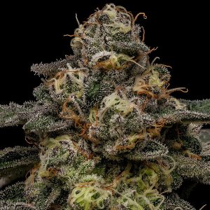 Zombie Bride Ripper Seeds Semi Femminizzati cime resinose