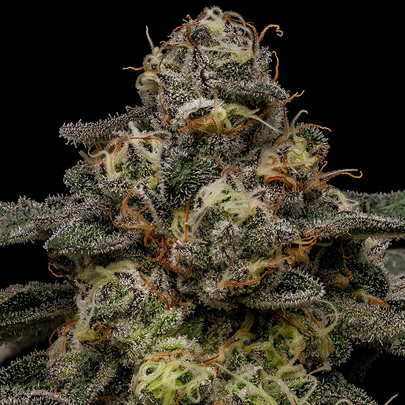 Zombie Bride Ripper Seeds Semi Femminizzati cime resinose