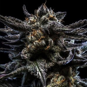 Zombie Kush Ripper Seeds Semi Femminizzati cime resinose
